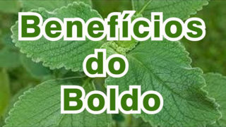 Benefícios do boldo - Como plantar boldo no vaso em casa - Gideão Paisagismo e jardinagem no Rio de janeiro - qualidade, criatividade e bons serviços na cidade do Rio de Janeiro - Madureira