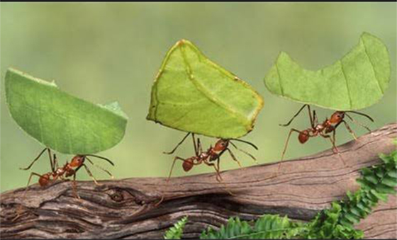 Como eliminar as formigas das plantas - Como eliminar as formigas do seu jardim - Paisagismo sustentável - Sustentabilidade em foco - Gideão Paisagismo e jardinagem no Rio de janeiro - qualidade, criatividade e bons serviços na cidade do Rio de Janeiro - Madureira