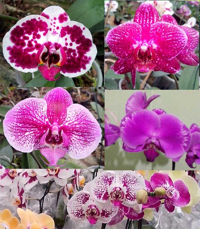 Orquídeas Phalaenopsis - Lindas para compor um jardim exuberante e abrilhantar qualquer projeto de paisagismo