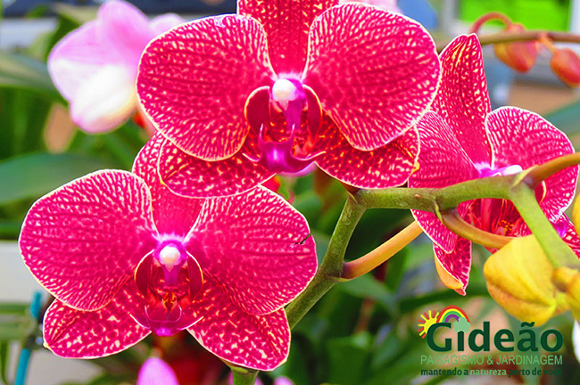 Como plantar orquídeas no seu jardim | Gideão Paisagismo