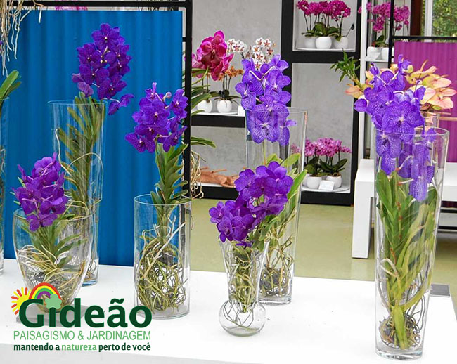 orquídea em vaso - paisagismo e jardinagem para escritórios
