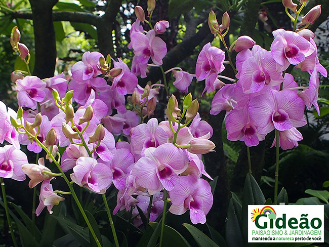 paisagismo e jardinagem com orquídeas - dicas de paisagismo com orquídeas