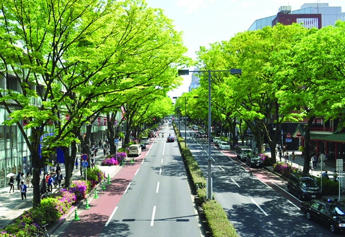 Arborização Urbana - A Gideão paisagismo e jardinagem tem competência técnica para planejar e implantar esta tão necessária arborização em sua cidade! 