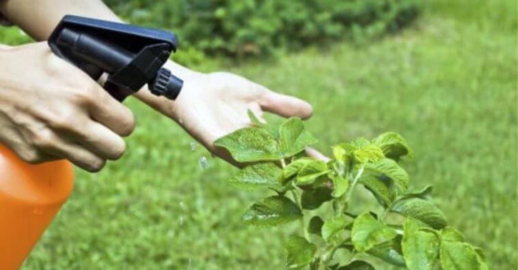 Benefícios do vinagre em sua horta ou jardim Vinagre como tratamento natura para horta e jardim Paisagismo e Jardinagem no Rio de Janeiro - Gideão paisagismo e Jardinagem