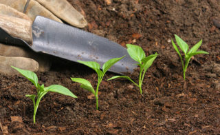 fertilizantes naturais Gideão paisagismo e jardinagem trazendo informações sobre jardinagem e fertilizantes naturais