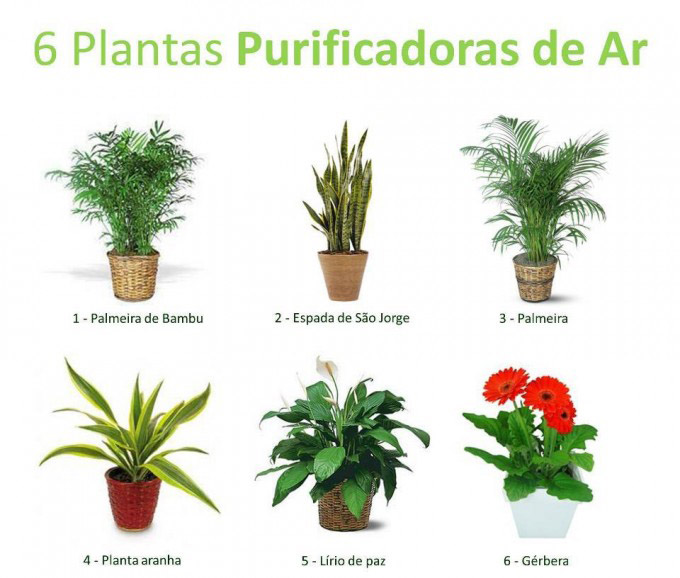 Paisagismo e Jardinagem no Rio de Janeiro: nebefícios de ter plantas em caso ou no ambiente de trabalho