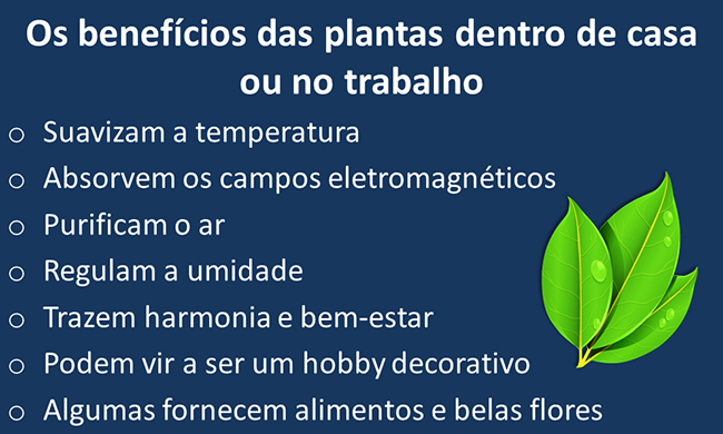 Paisagismo e Jardinagem no Rio de Janeiro: nebefícios de ter plantas em caso ou no ambiente de trabalho