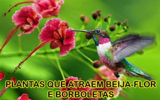 Plantas que atraem beija-flor e borboletas - Gideão Paisagismo e jardinagem no Rio de janeiro - qualidade, criatividade e bons serviços na cidade do Rio de Janeiro - Madureira
