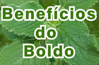 Benefícios do boldo - Como plantar boldo no vaso em casa - Gideão Paisagismo e jardinagem no Rio de janeiro - qualidade, criatividade e bons serviços na cidade do Rio de Janeiro - Madureira